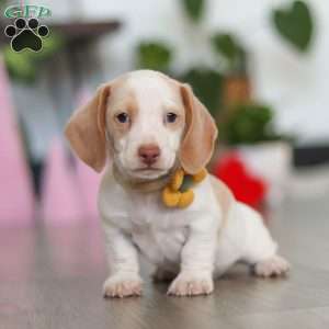 Charlie, Dachshund Puppy